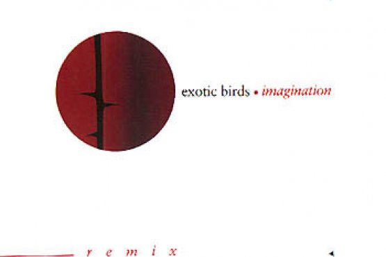 Exotic Birds - Imagination